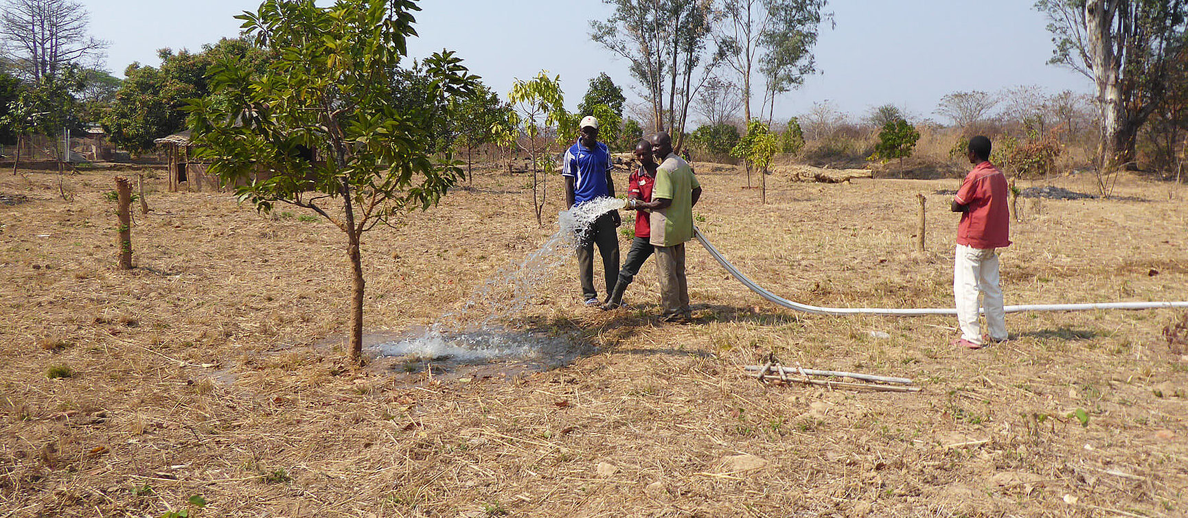 Four people are standing in a dry field with sparse trees; two of them are watering a young tree with a long hose.