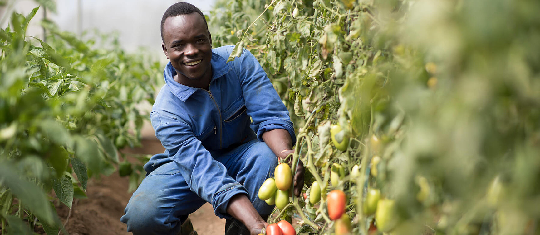 A smiling man in blue overalls looks at tomatoes on green plants in a garden or greenhouse. 